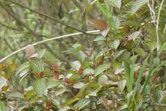 Viburnum nervosum